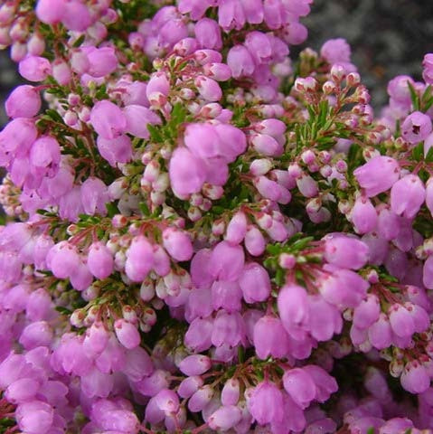 ERICA MELANTHERA 2.5L