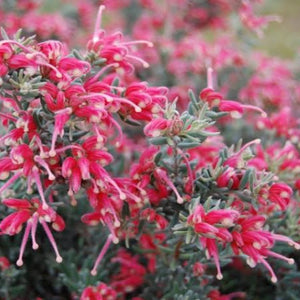 GREVILLEA JELLY BABY