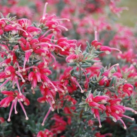 GREVILLEA JELLY BABY