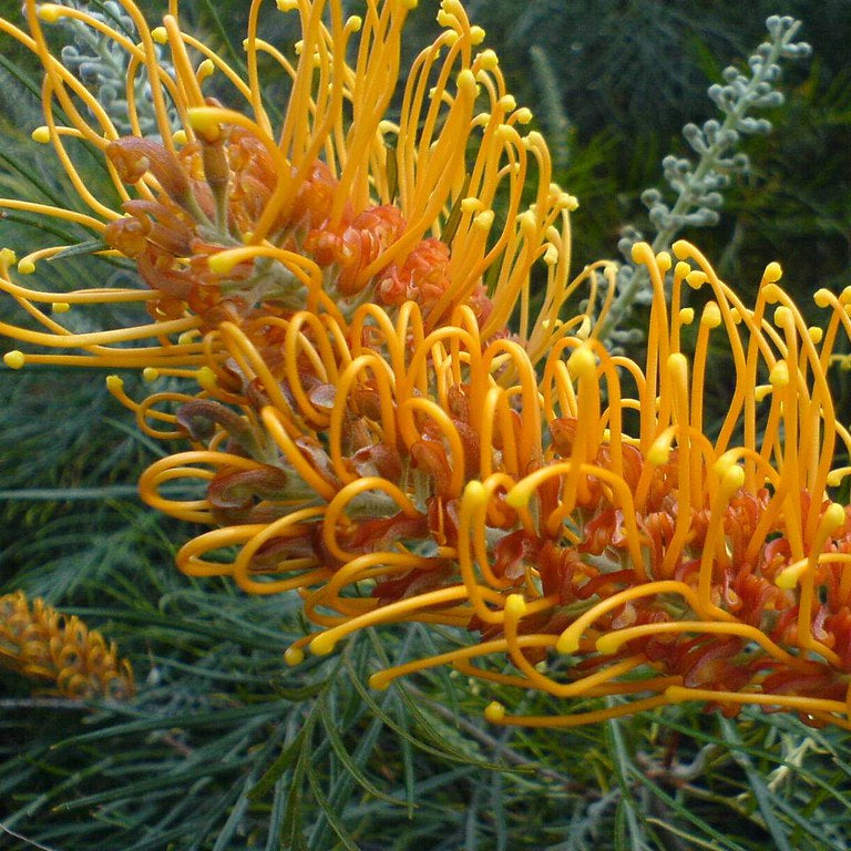 GREVILLEA HONEY GEM