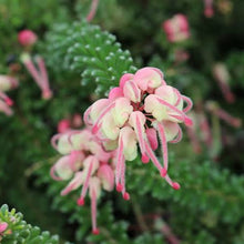 Load image into Gallery viewer, GREVILLEA MT TAMBORITHA 2.5L
