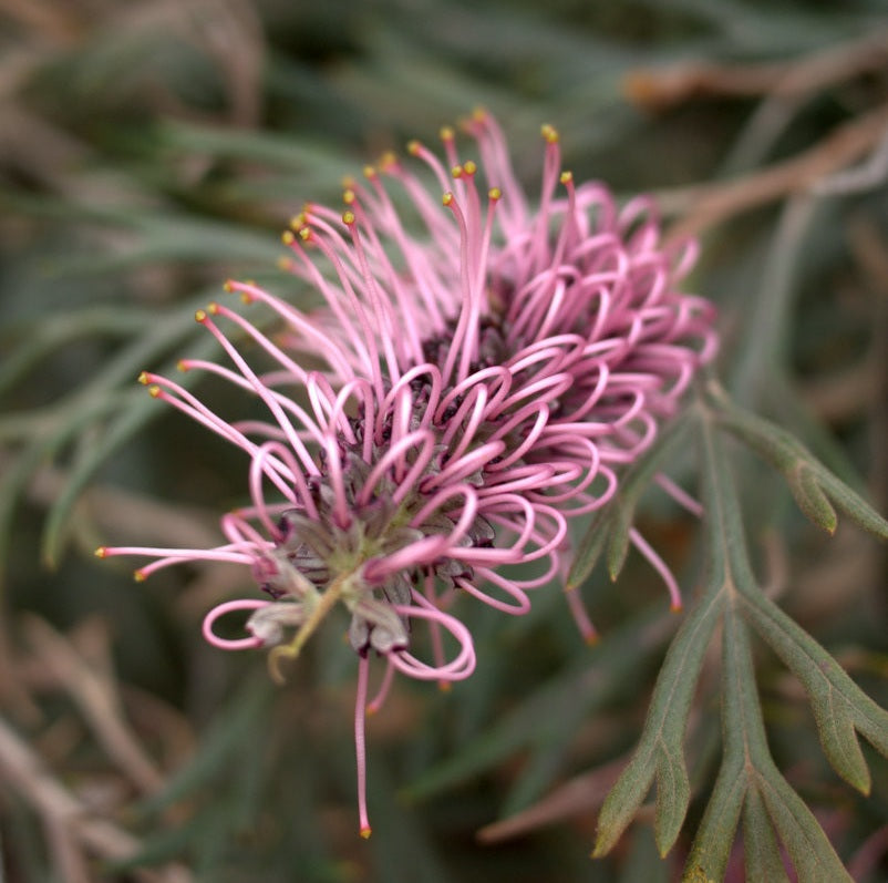 GREVILLEA DOROTHY GORDON