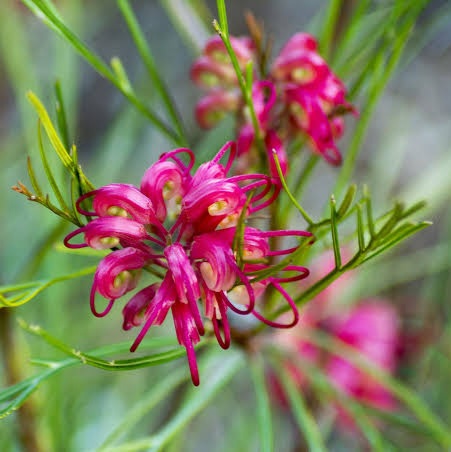 GREVILLEA ELEGANCE