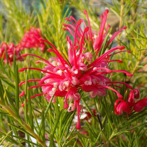 GREVILLEA OLYMPIC FLAME