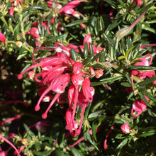 Load image into Gallery viewer, GREVILLEA RONDEAU 3.5L
