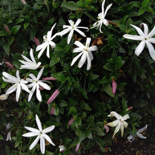 Load image into Gallery viewer, JASMINUM SOUTHERN STARS
