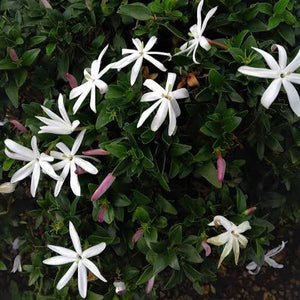 JASMINUM SOUTHERN STARS