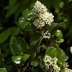 LIGUSTRUM JAPONICUM ROTUNDIFOLIUM JAPANESE PRIVET