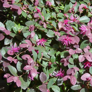 LOROPETALUM RAZZLEBERRI