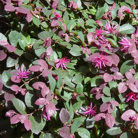 LOROPETALUM RAZZLEBERRI