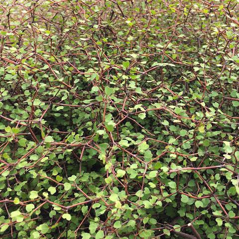 MUEHLENBECKIA ASTONII SHRUBBY TORORARO 2.5L