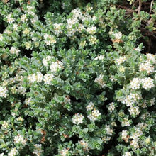 Load image into Gallery viewer, PIMELEA PROSTRATA PINATORO 2.0L
