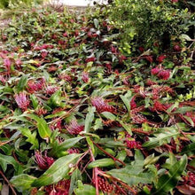 Load image into Gallery viewer, GREVILLEA ROYAL MANTLE 2.5L
