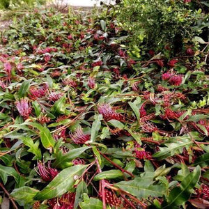 GREVILLEA ROYAL MANTLE 2.5L