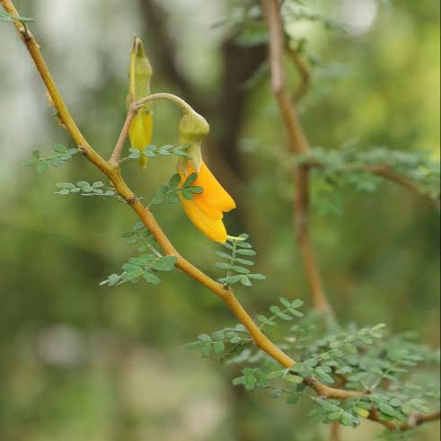 SOPHORA PROSTRATA