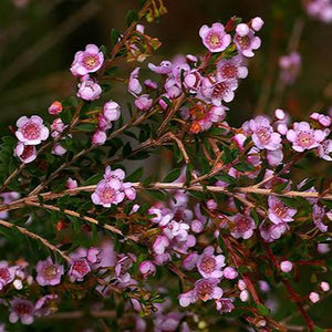 THRYPTOMENE SAXICOLA ROSEA 2.5L