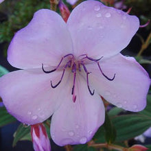 Load image into Gallery viewer, TIBOUCHINA BLUE MOON 2.4L
