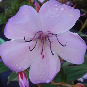 TIBOUCHINA BLUE MOON 2.4L