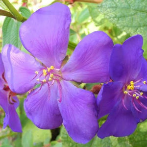 TIBOUCHINA LAXA SKYLAB 2.5L