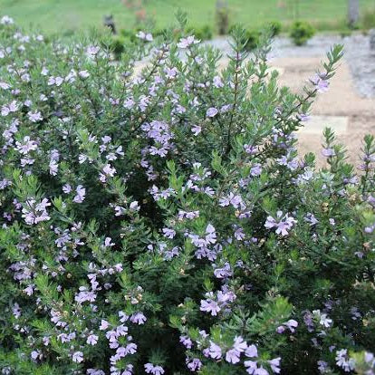 WESTRINGIA NARINGA