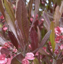 Load image into Gallery viewer, DODONAEA VISCOSA PURPUREA AKEAKE 3.3L
