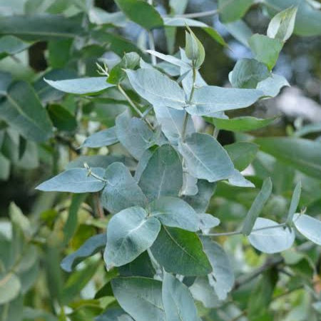 EUCALYPTUS BLUE GUM