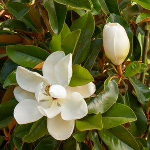 MAGNOLIA GRANDIFLORA LITTLE GEM 8.4L