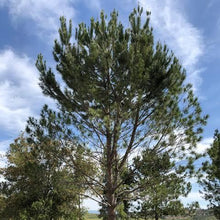 Load image into Gallery viewer, PINUS PINEA PINENUT 3.0L
