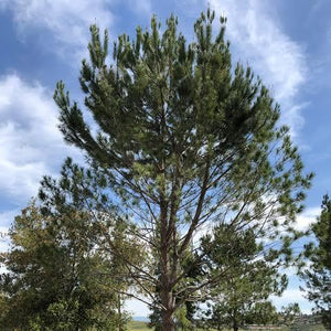 PINUS PINEA PINENUT 3.0L