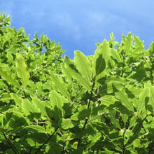 Load image into Gallery viewer, PITTOSPORUM EUGENOIDES TARATA LEMONWOOD 3.3L
