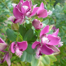 Load image into Gallery viewer, POLYGALA MYRTIFOLIA GRANDIS
