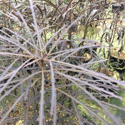 PSEUDOPANAX BRONZE EAGLE