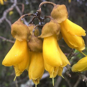 SOPHORA CHATHAMICA KOWHAI 4.0L