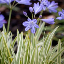 Load image into Gallery viewer, AGAPANTHUS GOLDEN DROP
