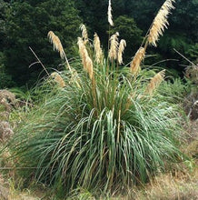 Load image into Gallery viewer, CORTADERIA TOETOE
