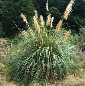 CORTADERIA TOETOE