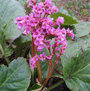 BERGENIA WANAKA WINE 1.5L