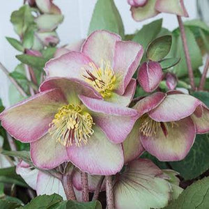 HELLEBORUS MARBLED SOPHIES DELIGHT 17CM