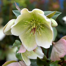 Load image into Gallery viewer, HELLEBORUS MARBLED MOLLYS WHITE 17CM
