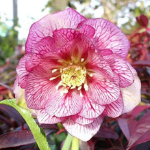 Load image into Gallery viewer, HELLEBORUS ORIENTALIS HYBRID LILY 2.4L
