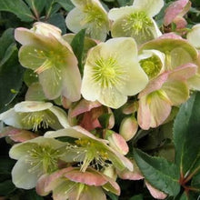 Load image into Gallery viewer, HELLEBORUS ERICSMITHII MARLON 2.4L
