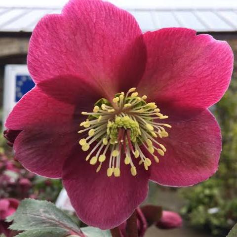 HELLEBORUS MARBLED ANNAS RED 17CM