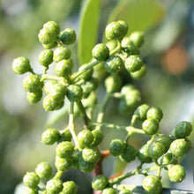 Load image into Gallery viewer, ZANTHOXYLUM ALATUM SICHUAN GREEN PEPPER 15.0L
