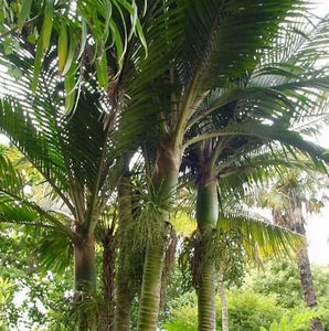 RHOPALOSTYLIS BAUERI VAR. KERMADECENSIS KERMADEC NIKAU 5.0L