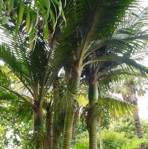 RHOPALOSTYLIS BAUREI KERMADEC NIKAU PB28