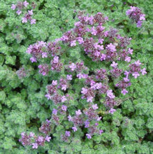 Load image into Gallery viewer, THYMUS LANGUINOSUS
