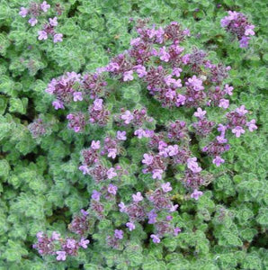 THYMUS LANGUINOSUS