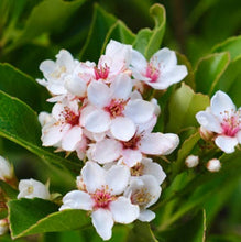 Load image into Gallery viewer, RHAPHIOLEPIS FERGUSONII INDIAN HAWTHORN 2.0L
