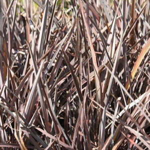 PHORMIUM CHOCOLATE FINGERS