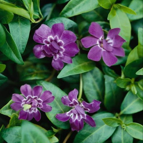 VINCA MINOR ELIZABETH CRAN